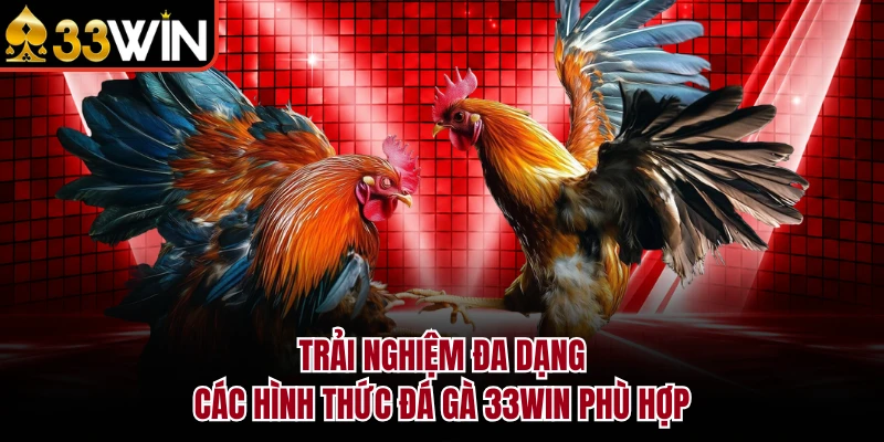 ĐÁ GÀ 7 Trải nghiệm đa dạng các hình thức đá gà 33Win phù hợp